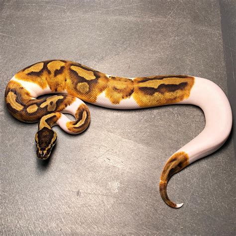 ball python enchi|enchi pied ball python.